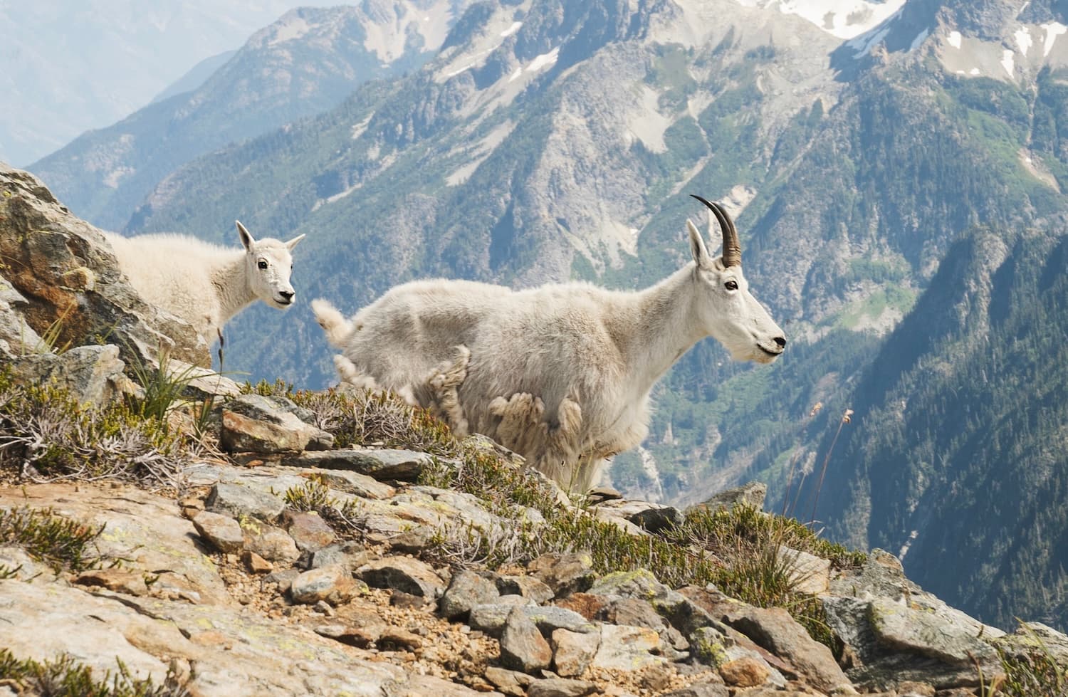 The Complete Guide To Backpacking Sahale Glacier Camp Via Cascade Pass