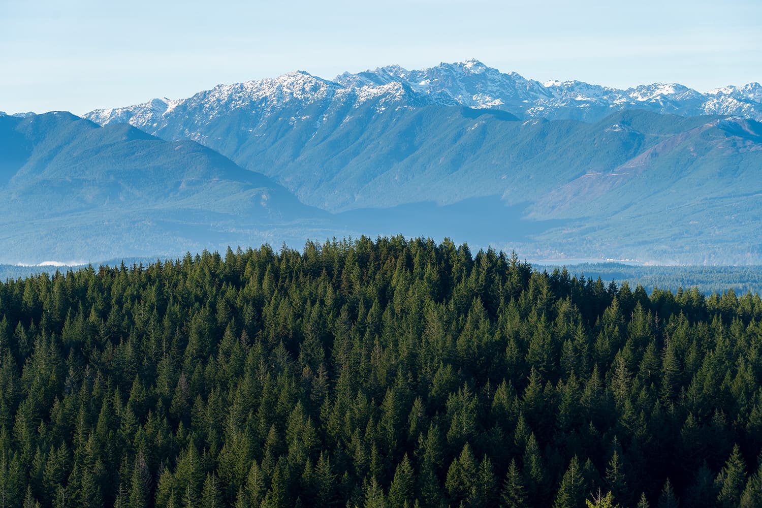 Green Mountain via Gold Creek Trail: A Scenic Hike with Stunning Olympic Mountain Views