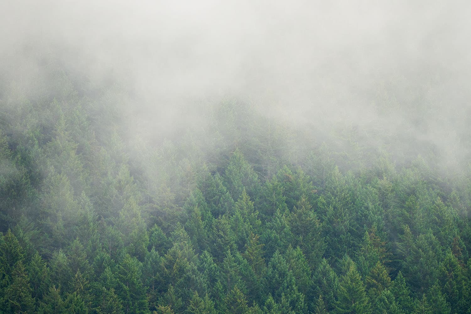 Murhut Falls: An Easy, Scenic Waterfall Hike in the Olympics